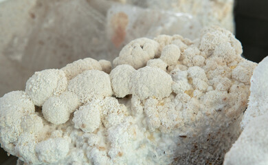 medicinal mushroom nootropic lion's mane. Hericenones and Erinacins. Hericium erinaceus fungi