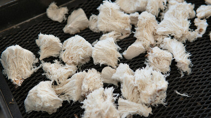 medicinal mushroom nootropic lion's mane. Hericenones and Erinacins. Hericium erinaceus fungi