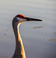 red crowned crane