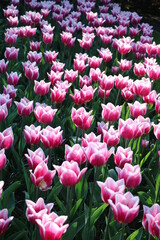 Tulipes (Parc Keukenhof, Hollande)