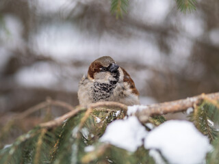 Sparrow sits on a fir branch with snow in winter