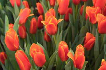 red and yellow tulips
