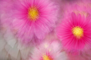 Obraz premium spring flower