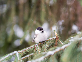Cute bird the willow tit, song bird sitting on the fir branch with snow in winter
