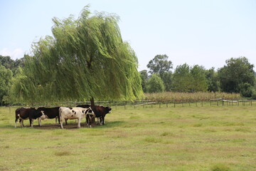Cows running away from the heat in a rural area in Turkey in summer, waiting in the shade under a tree