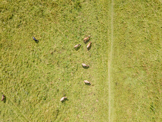 Cows in the meadow in the mountains. Aerial drone view.