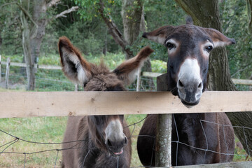 beautiful donkeys looking over and through the fence with silly expressions