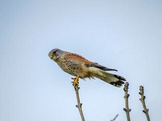 kestrel a bird of prey species belonging to the kestrel group of the falcon family perched on a branch

