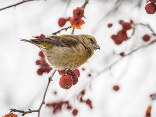 Red Crossbill female sitting on the tree branch and eats wild apple berries. Crossbill bird eats berries.