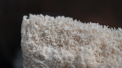 cultivation of exotic cultures of mushrooms. hericium erinaceus © contentdealer