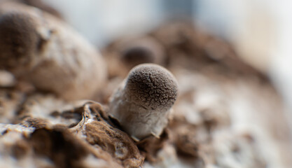 Shiitake Mushroom growing (Lentinula edodes)