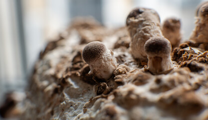 Shiitake Mushrooms on mycelium block. Traditional chinese.medicine fungi.