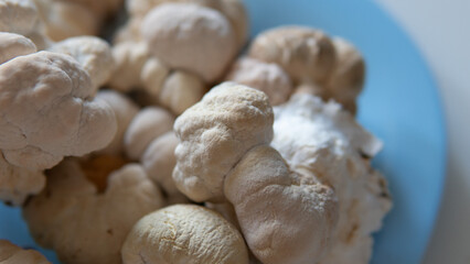 dried fruiting bodies of Hericium erinaceus.