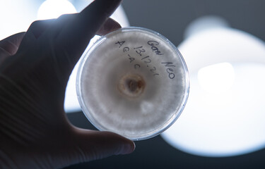 mushroom mycelium on a petri dish. Reservation and selection of fungal mycelium in the laboratory environment.