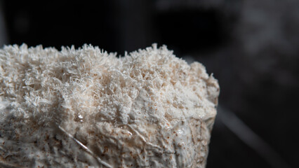 growing mushrooms lion's mane. Ready-to-bear blocks of Hericium erinaceus © contentdealer