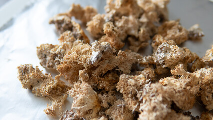 dried fruiting bodies of Hericium erinaceus mushroom close-up © contentdealer