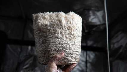 growing mushrooms lion's mane. Ready-to-bear blocks of Hericium erinaceus © contentdealer