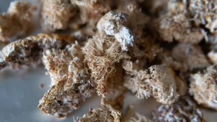 dried fruiting bodies of Hericium erinaceus.