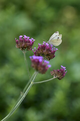 White butterfly on verbena flower in garden