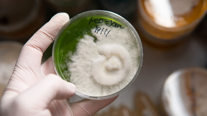 reservation of mushroom cultures on petri dishes. Mycelium of exotic strains in test tubes and petri dishes