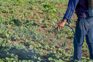 farmer working in okra field