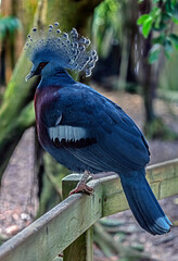 Victoria crowned pigeon on the fence. Latin name - Goura victoria beccarii © Mikhail Blajenov