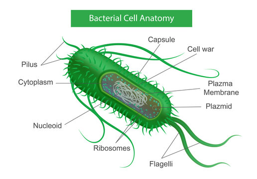 Bacterial Cell Anatomy Infographics