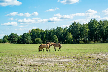 Horses of Przewalski in an open area with green grass near the forest. Sunny day. Blue skies.