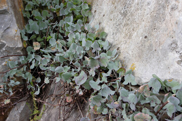 Rumex induratus or sorrel walls plants among stones in the spring