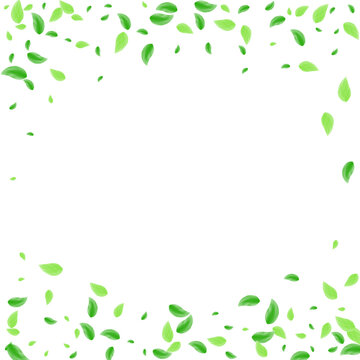 Light Green Greenery Background White Vector. Leaf Copy Design. Style Illustration. Green Peaceful Card. Leaves Flying.