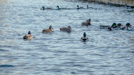 Waterfowl ducks and drakes on a winter river near open water in the city. A flock of ducks in the cold water.