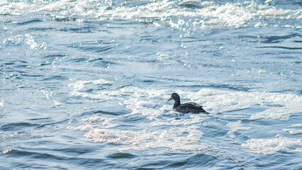Fototapeta premium Brown ducks swim in water with white foam. Concept of water pollution in rivers and lakes.