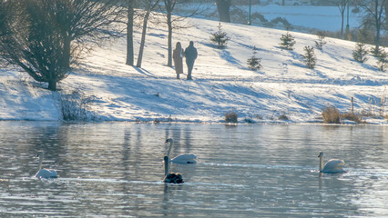 Swan and ducks on frozen river. Flock of wild ducks and swans swims in the pond. Wintering of wild birds in the city.
