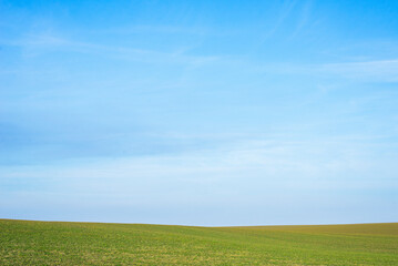 Fototapeta premium Green field with blue sky as background.