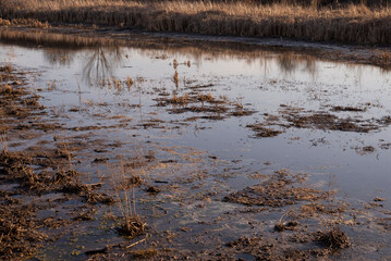 Obraz na płótnie Canvas View of swamp. Polluted river.