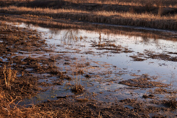 View of swamp. Polluted river.
