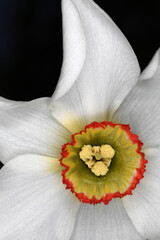 Daffodils - Narcissus poeticus - flower detail - Poet's Daffodil - Nargis -Pheasant's Eye - Findern...