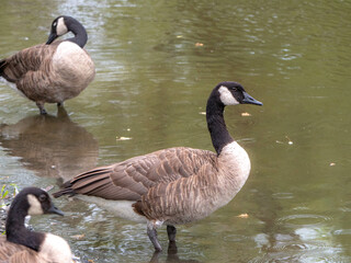 Portrait of a beautiful Canada goose