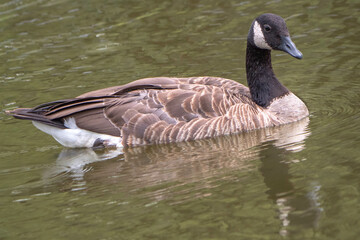 Portrait of a beautiful Canada goose