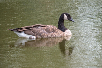 Portrait of a beautiful Canada goose