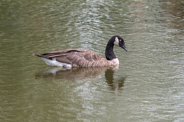 Portrait of a beautiful Canada goose
