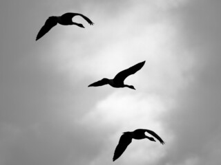 A group of Canada geese flying in black and white