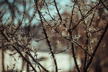 tree branches covered with frost in sunlight