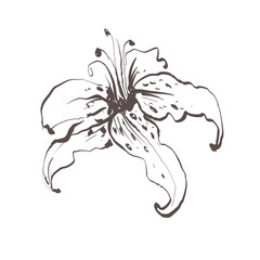 White lily flower sketch. Isolated vector botanical illustration retro, vintage, hand drawn, black and white, outline. For wedding invitation, card, print, tattoo. Japanese style.