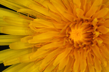Taraxacum officinale - Common Dandelion - Details of flower - obrazy, fototapety, plakaty