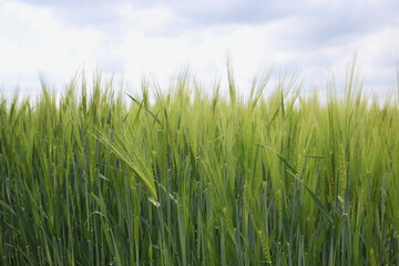 Wheat field and countryside scenery