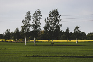 green meadow and blooming yellow canola field