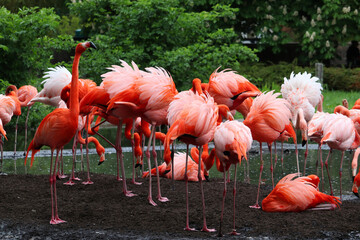 Fototapeta na wymiar Group of american flamingos (phoenicopterus ruber)