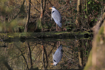 Grey heron