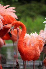 Close-up of an american flamingo